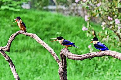 不爽XGP 日本大型零售商GEO宣布停售Xbox主机